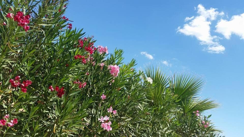 Il Canneto Di Selinunte 马里内拉 外观 照片